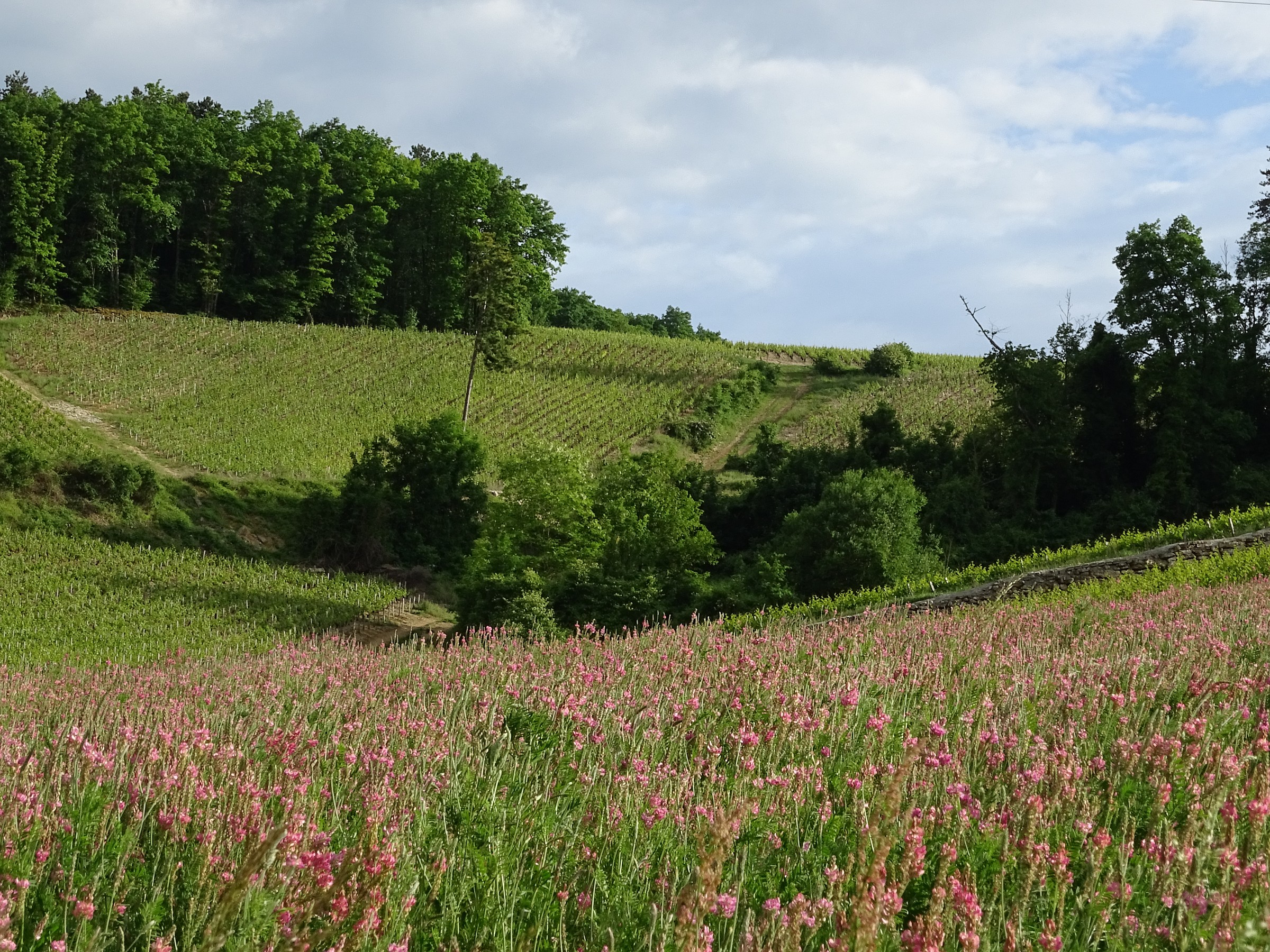 Vineyards in the nature