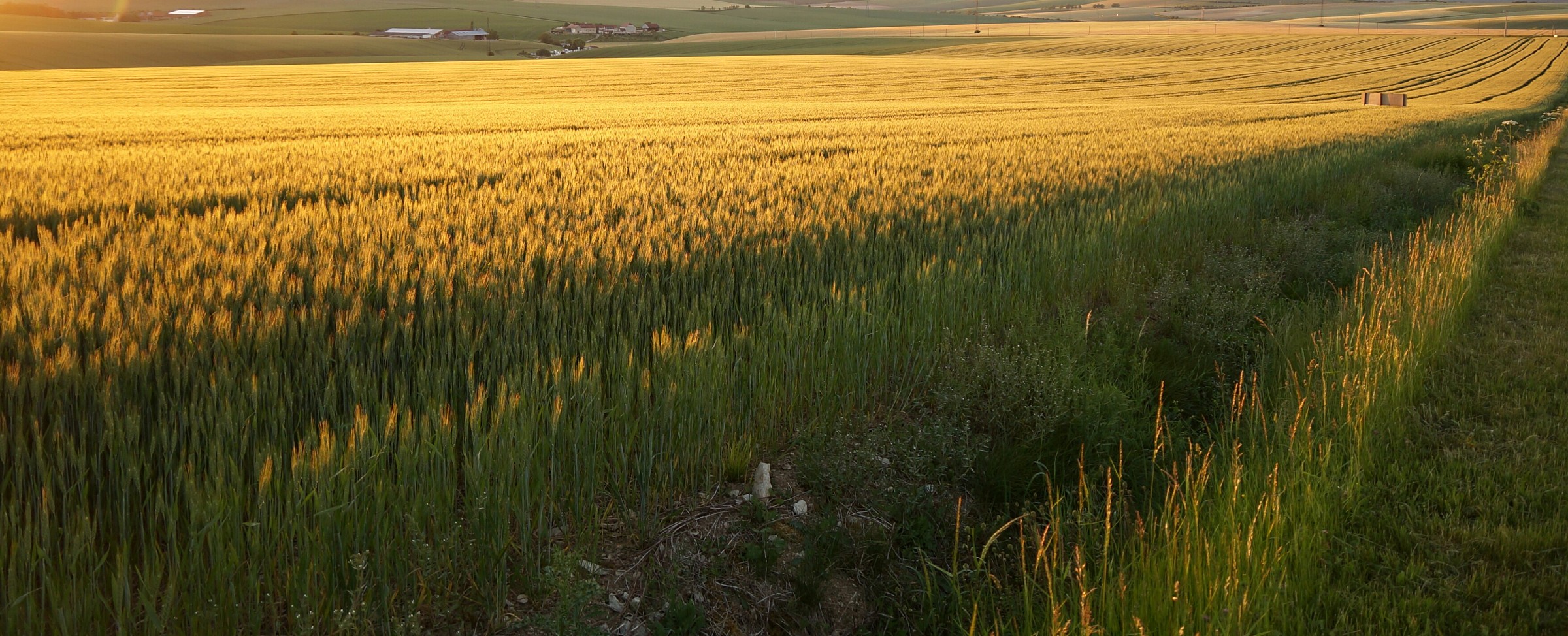 Wheat fields in Tonnerre