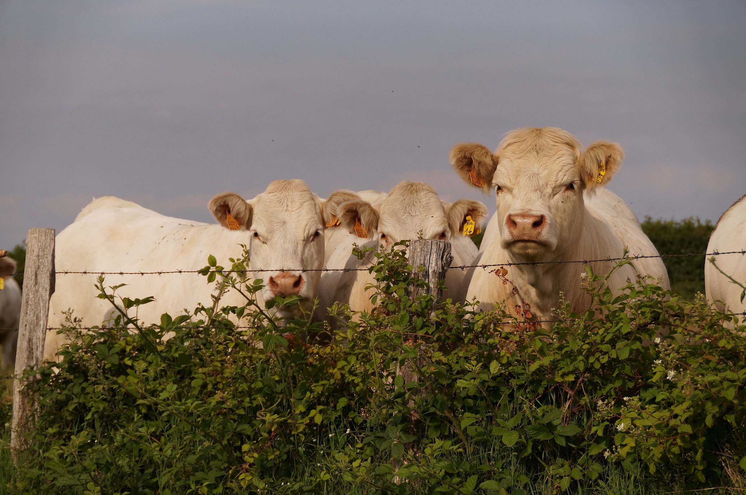 Charolais cows of Burgogne
