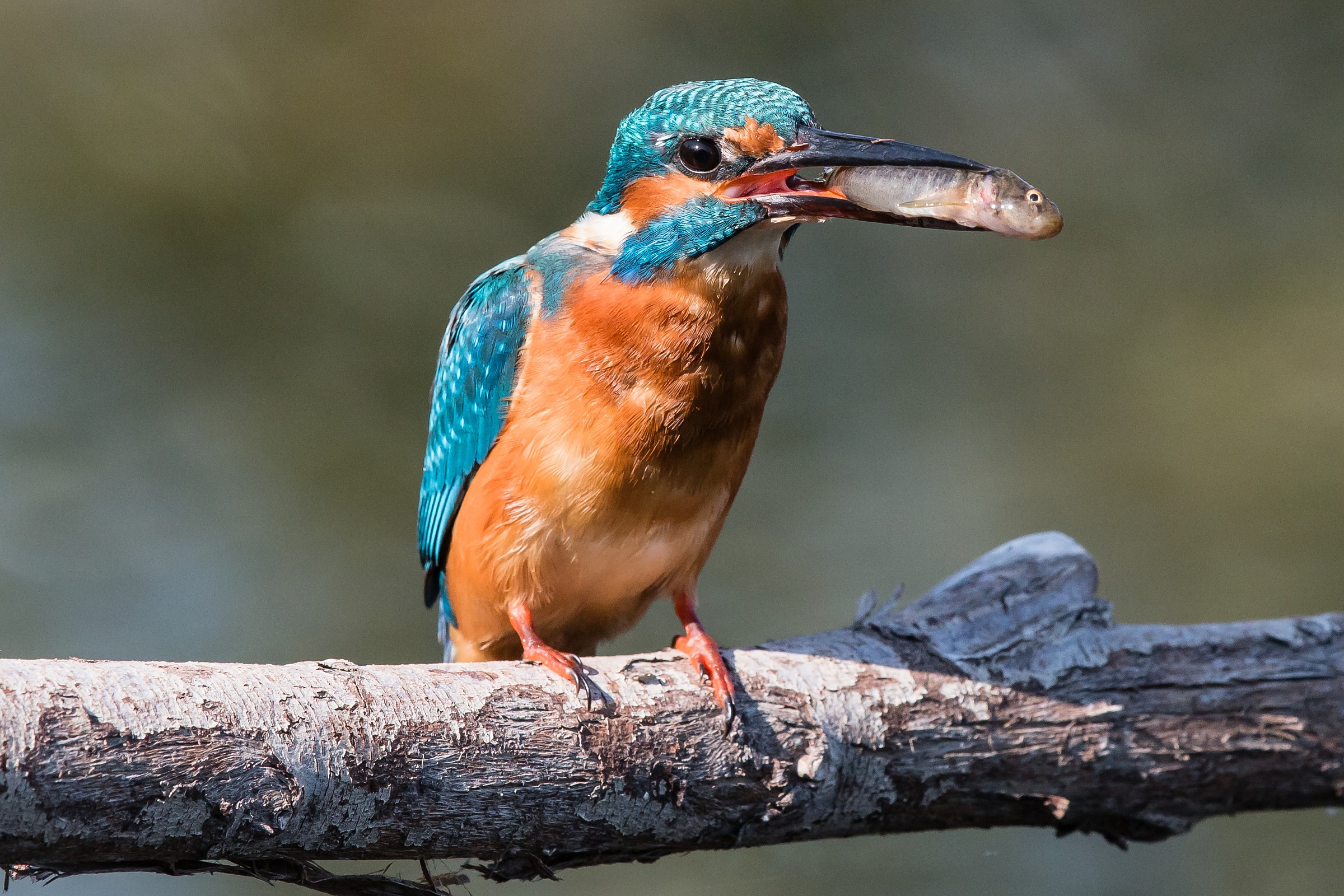 Il pranzo di Martino