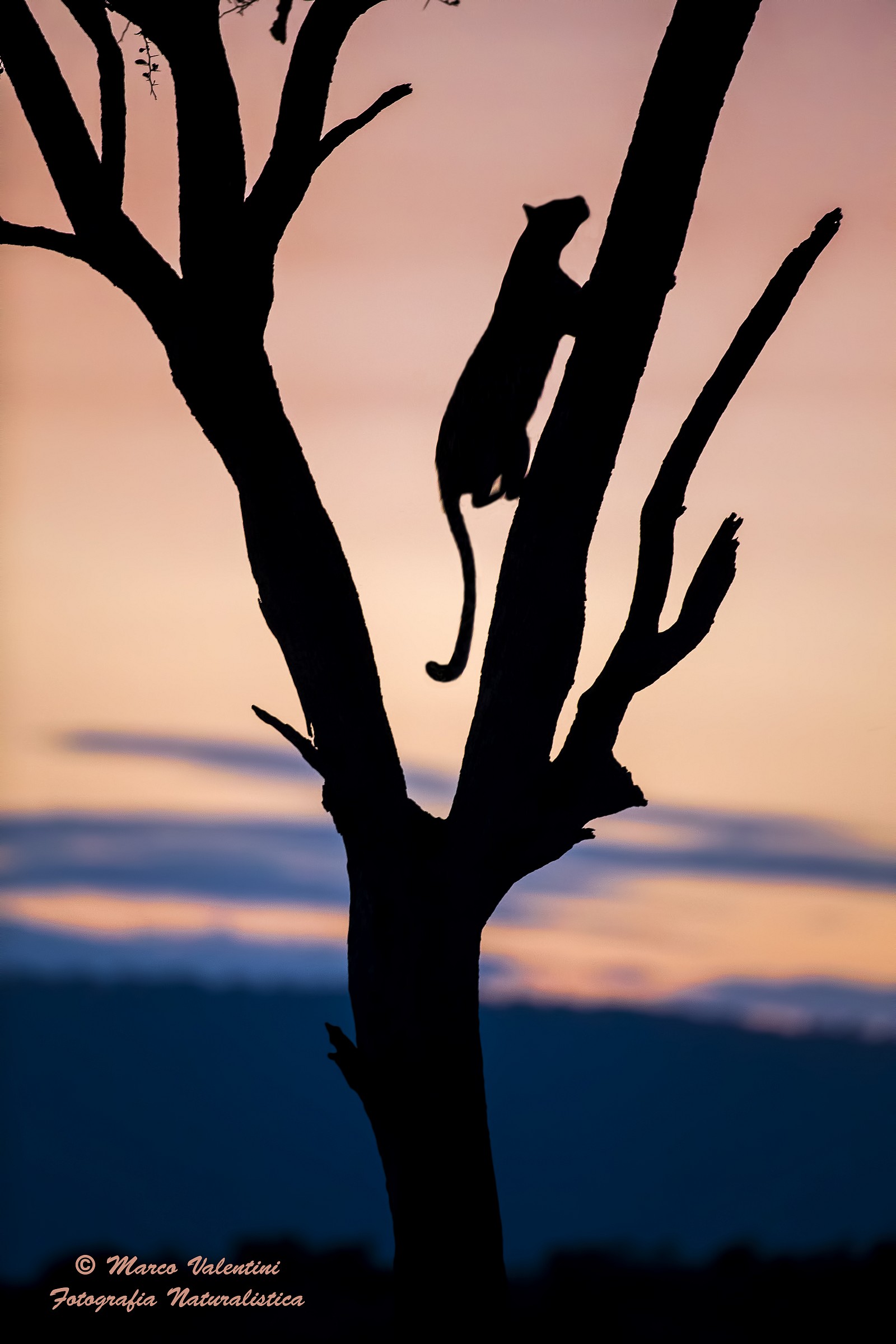 Silhouette nell'ora blu