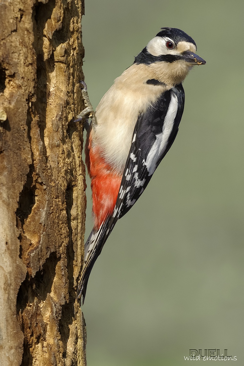 woodpecker
