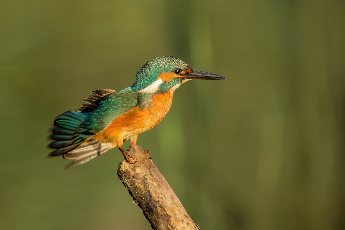 kingfisher