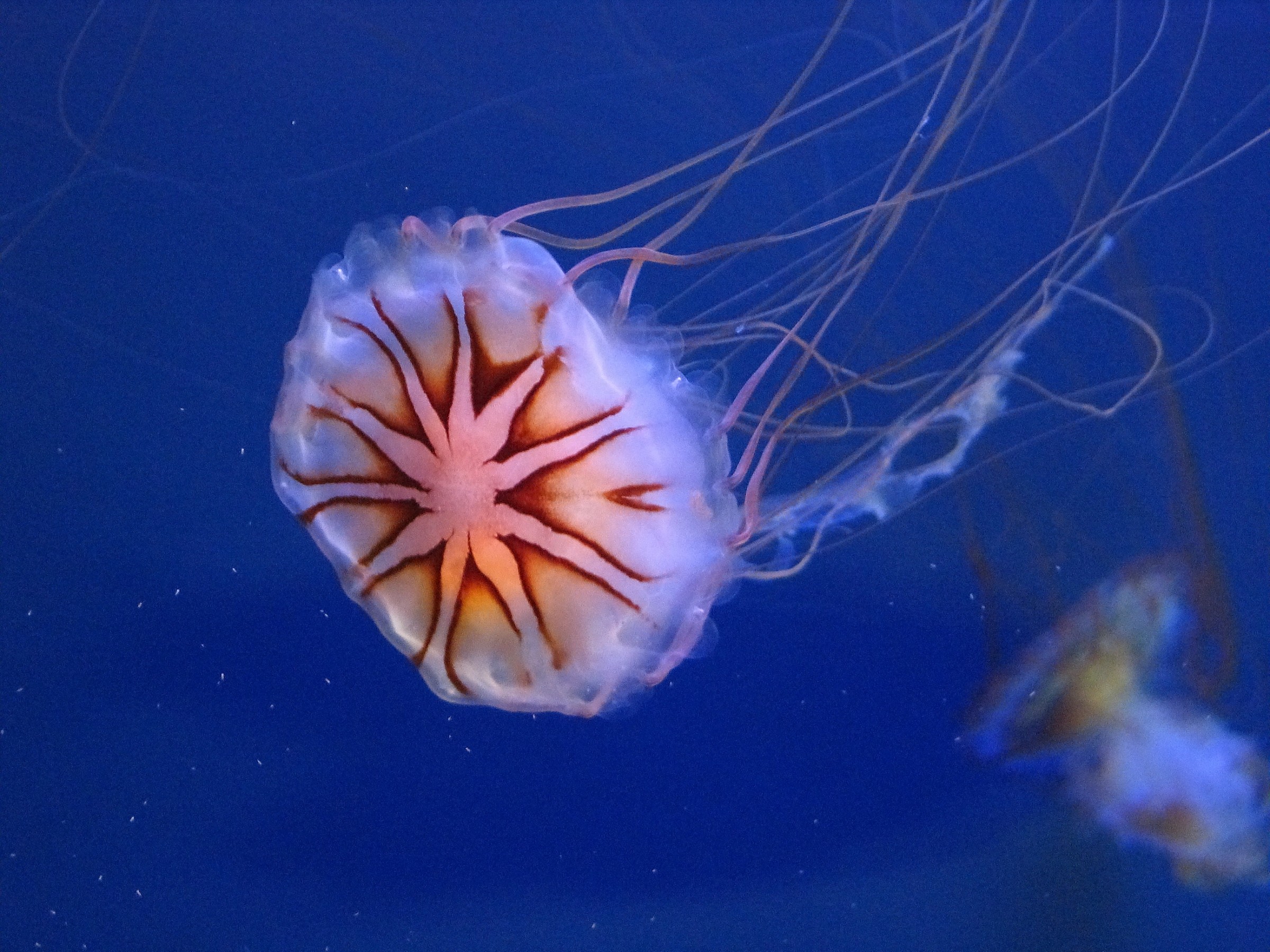 Jellyfish