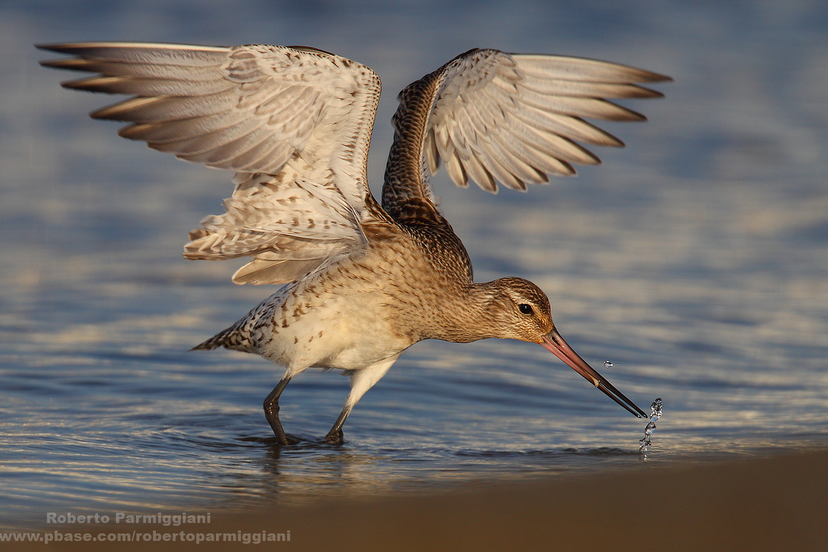 Bar-tailed Godwit