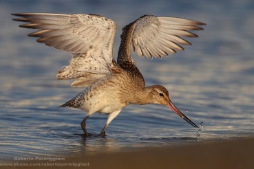 Limosa lapponica