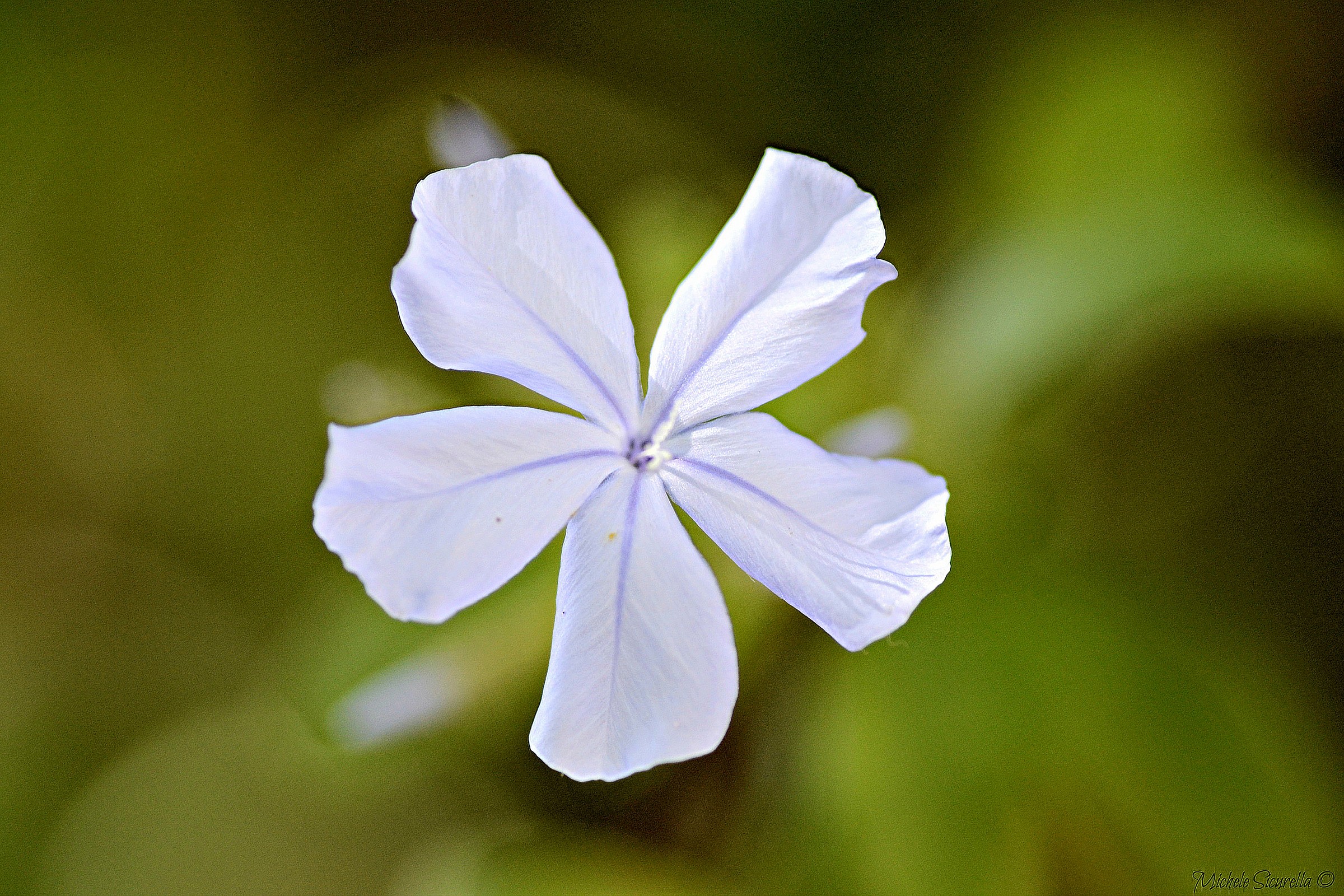 Fiore bianco stile Ventola