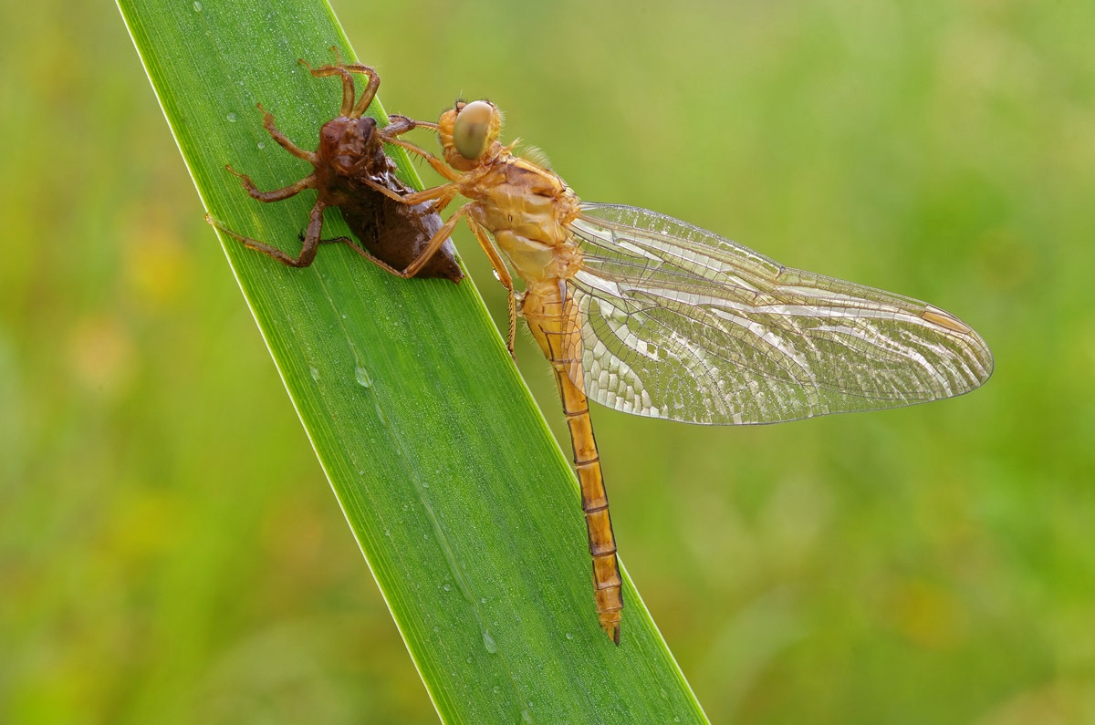 Baby Orthetrum