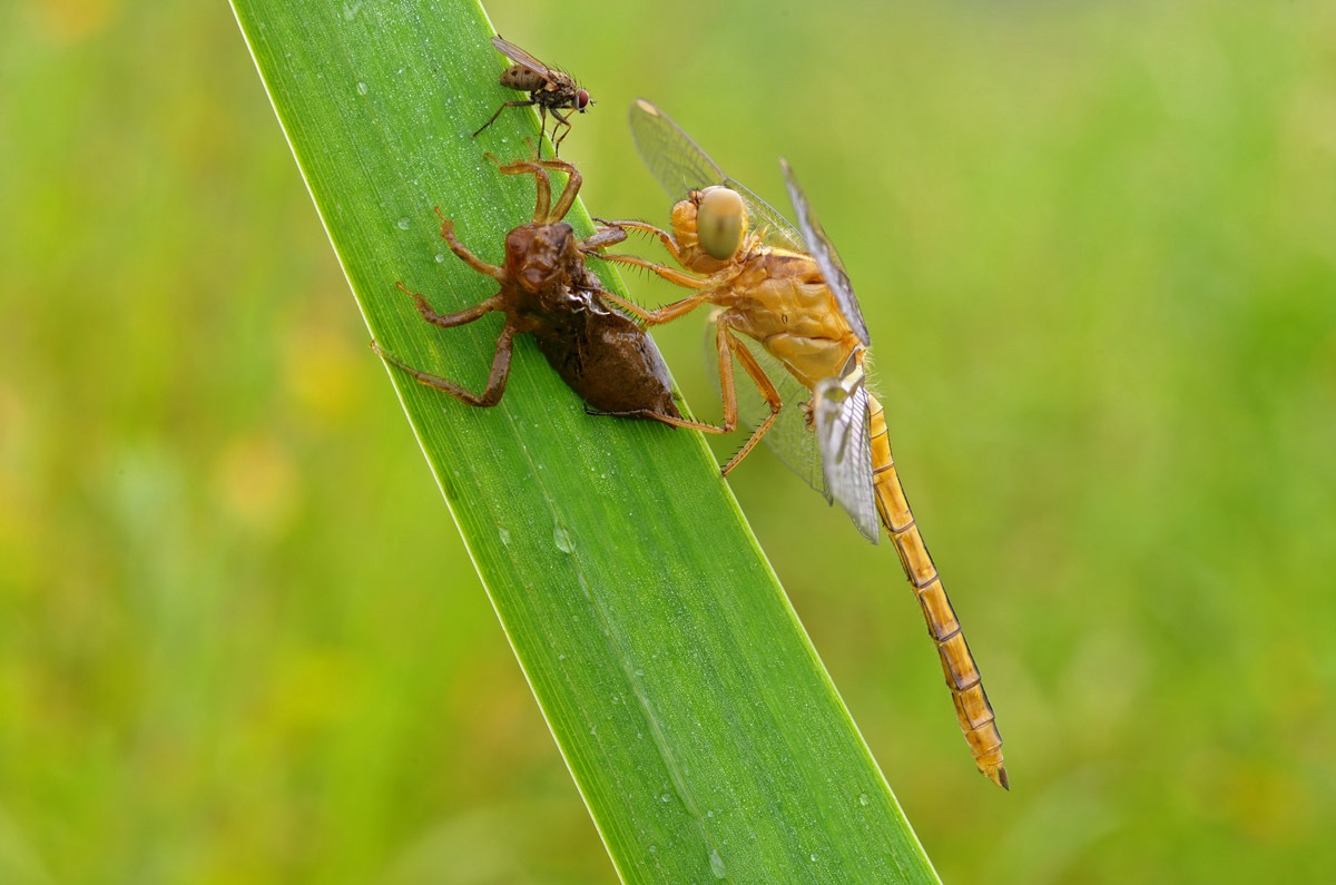 Neonata riceve visite