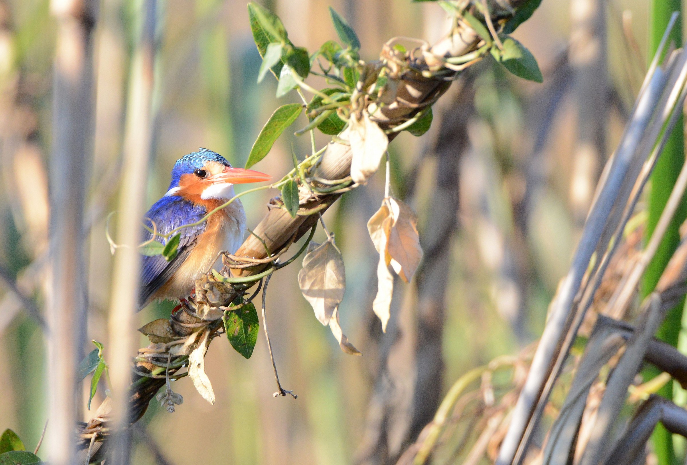 malachite kingfisher