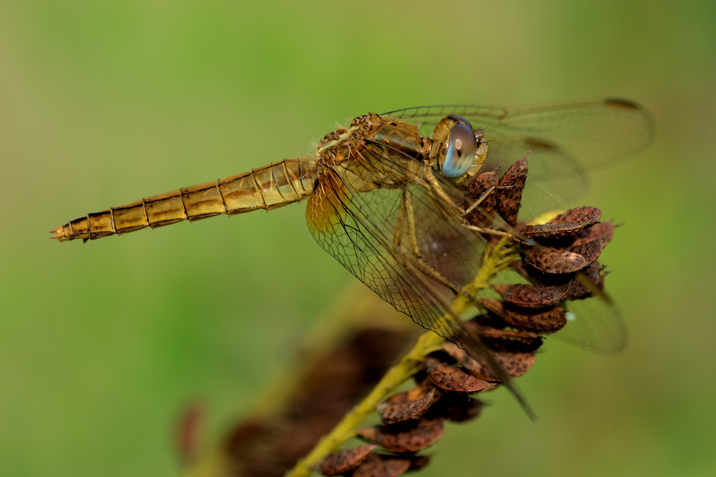 Libellula
