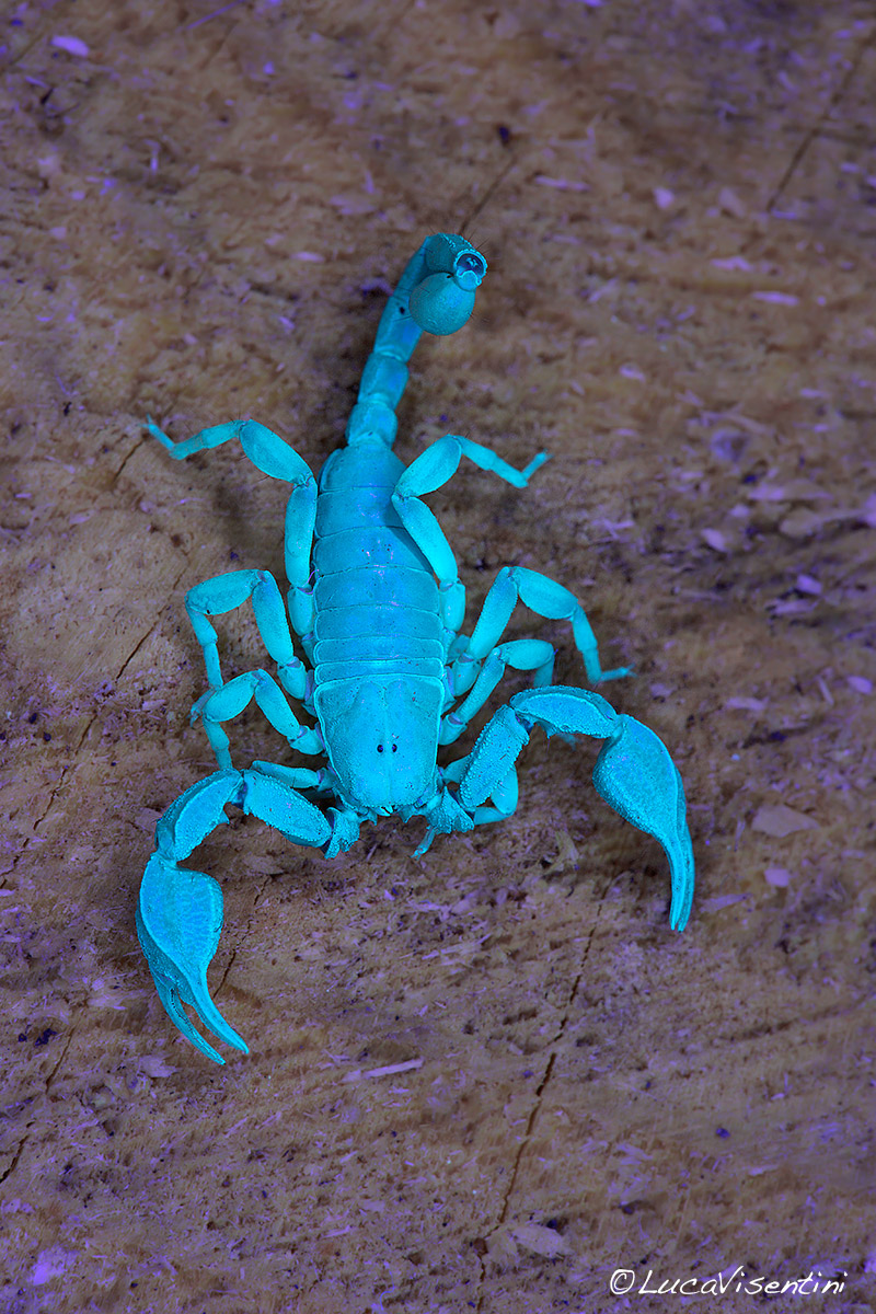 Euscorpius flavicaudis