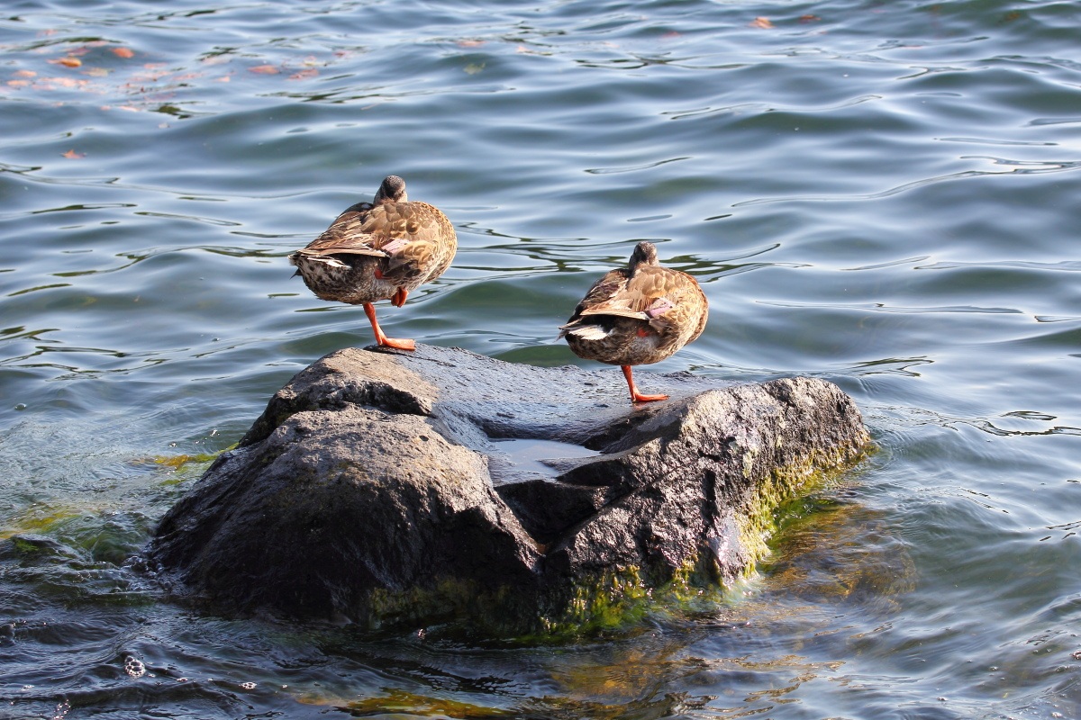 Who does not rest in the company ...