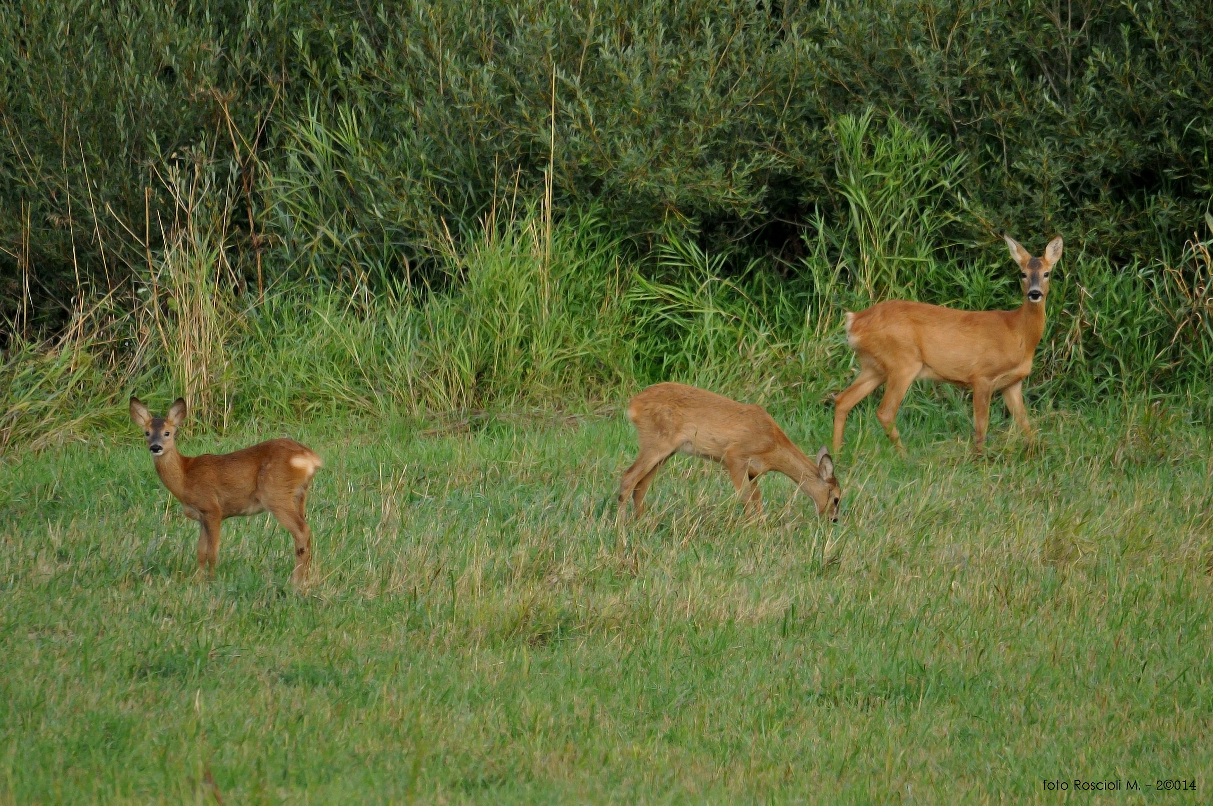Caprioli a Terraegna