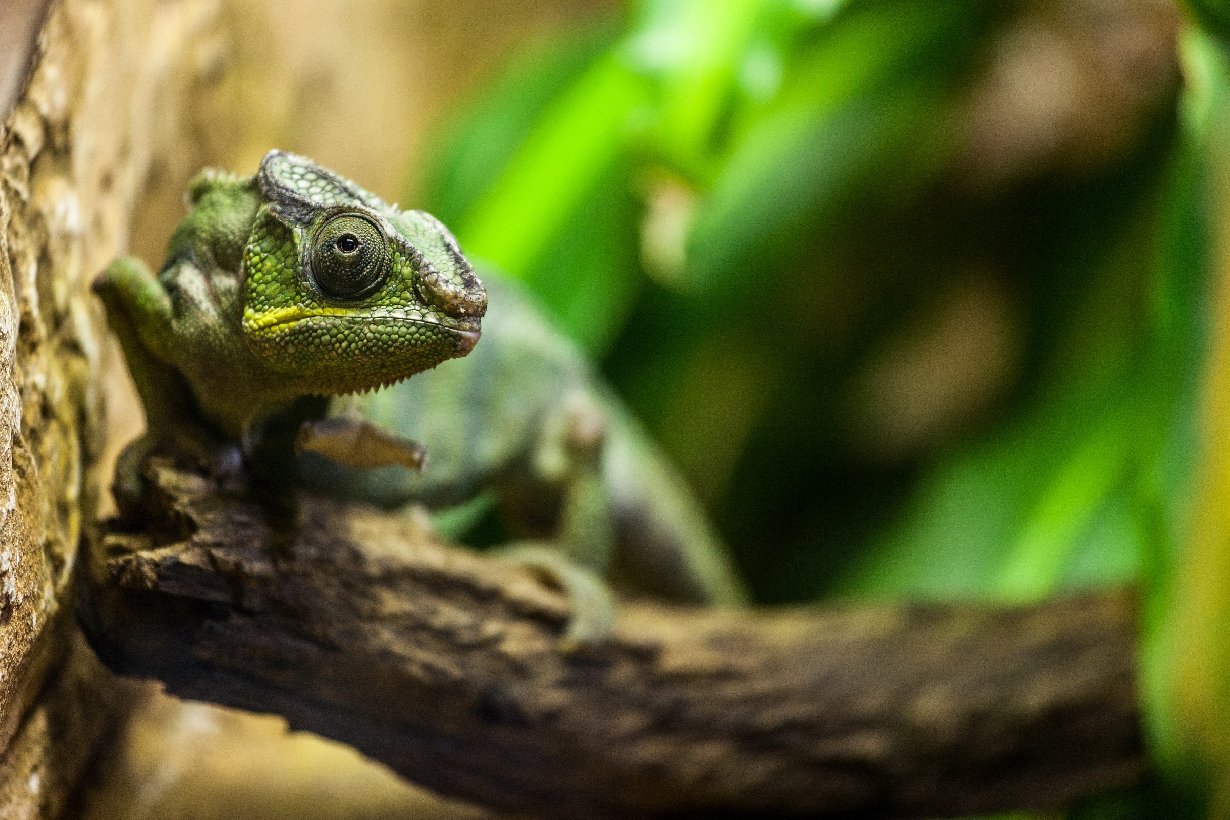 Phanter Chameleon (Chameleon Panther)