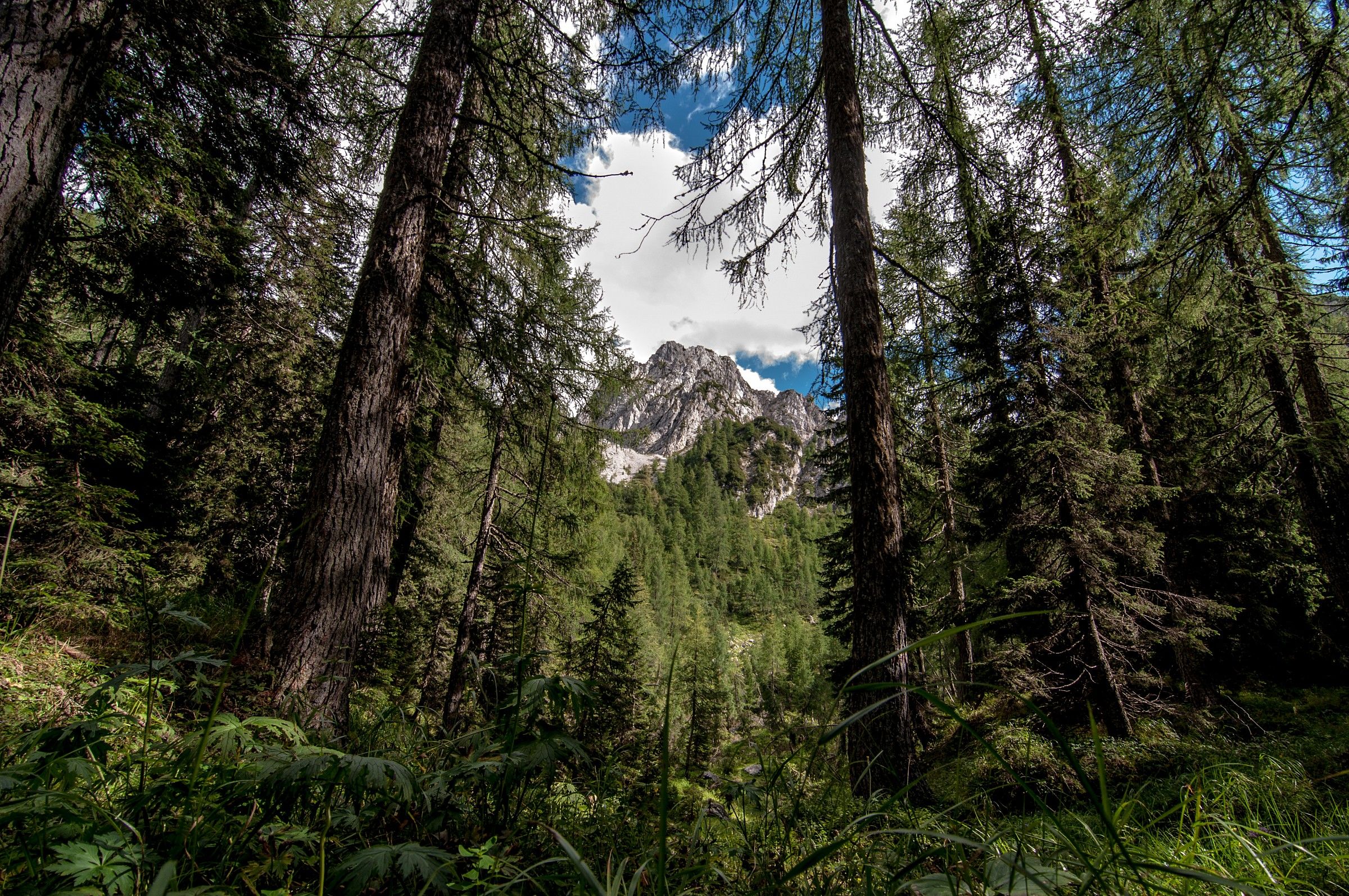 C.ma Hunter-Julian Alps