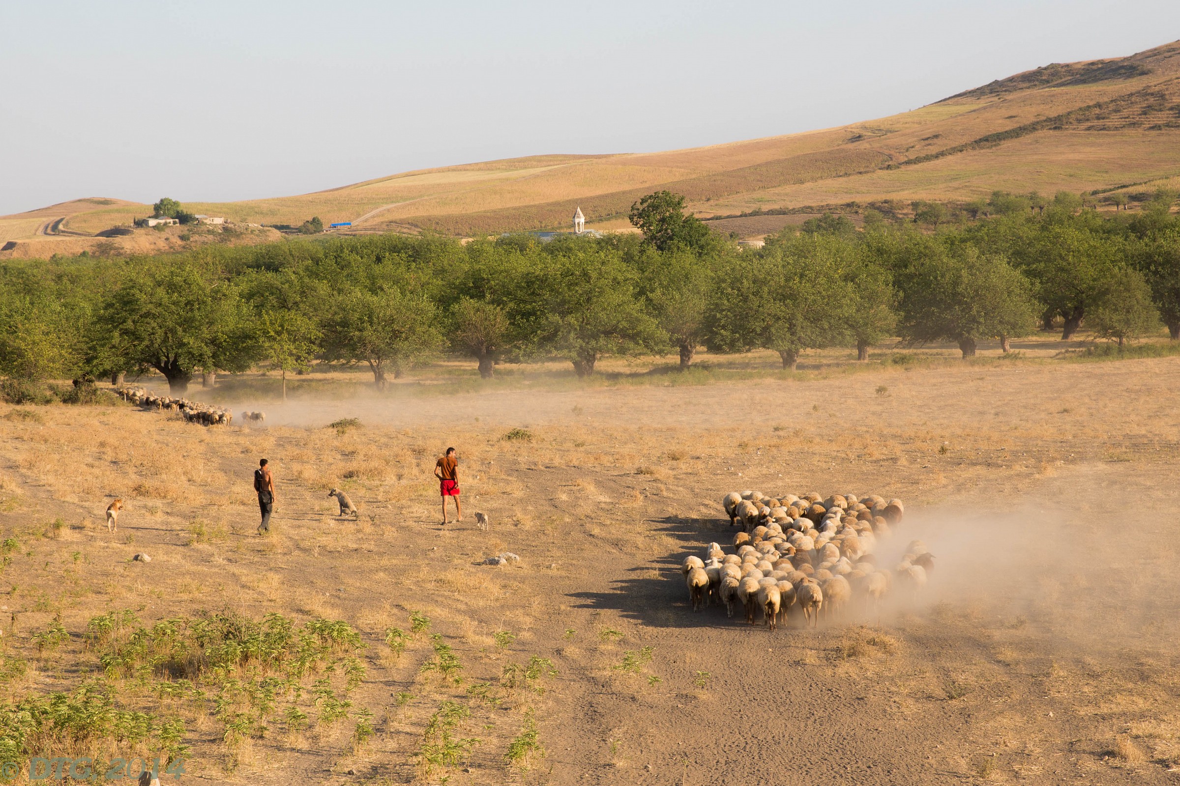 Herds in Artsakh