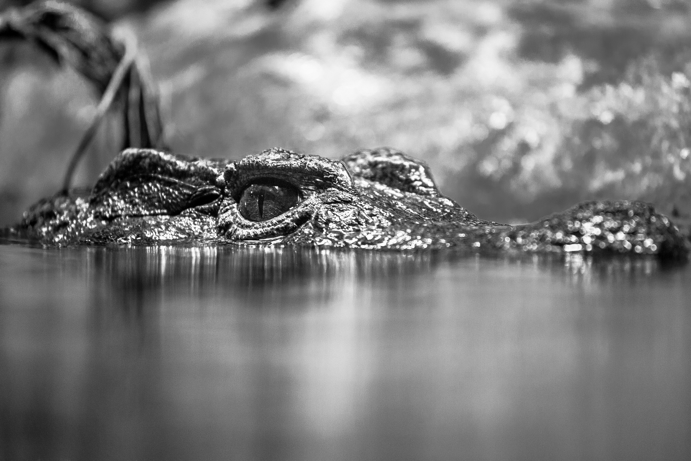 Alligator BW
