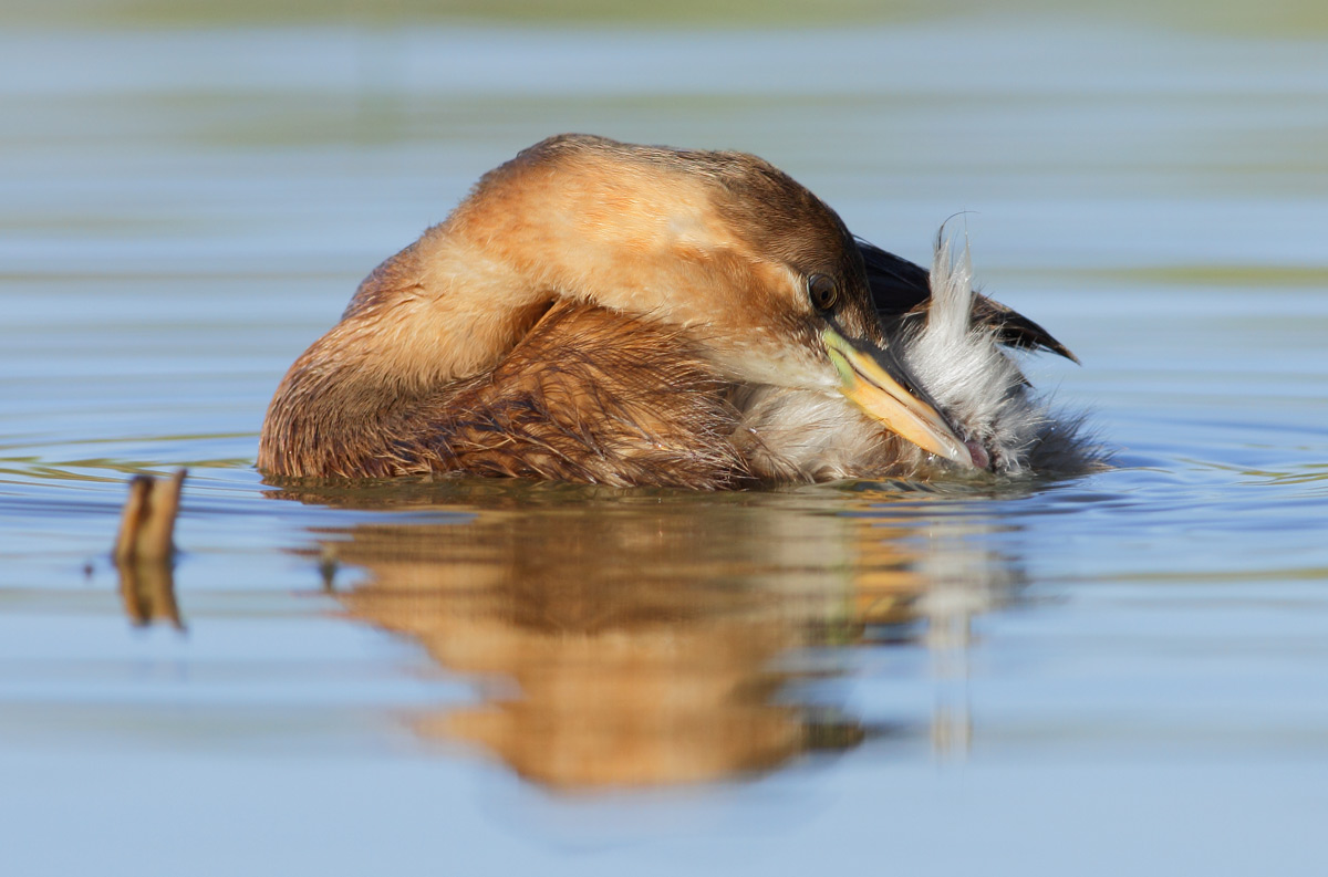 Little Grebe