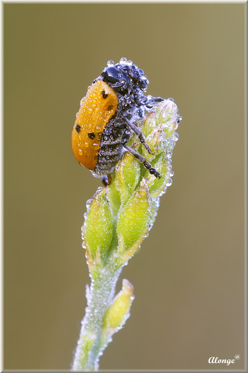 Crisomelide Lachnaea sexpuntata