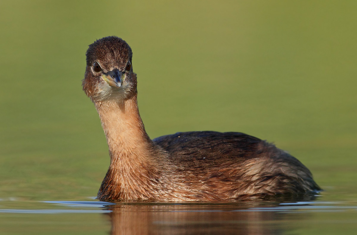 Little Grebe