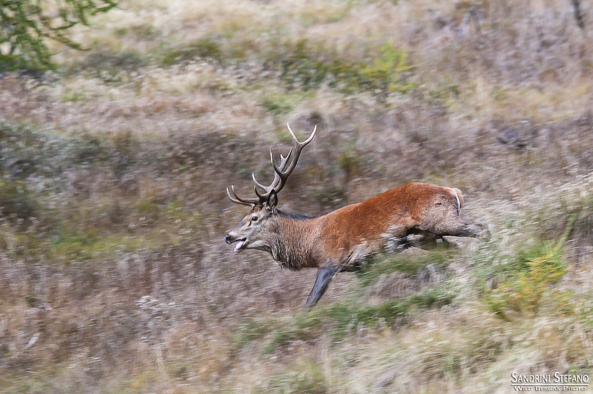Corsa ai confini dell'harem