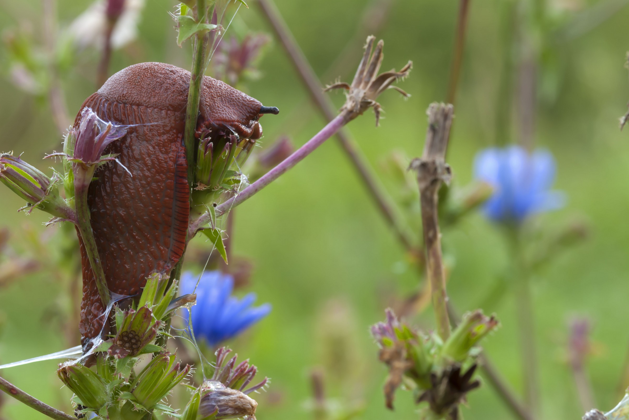 How much effort in the morning