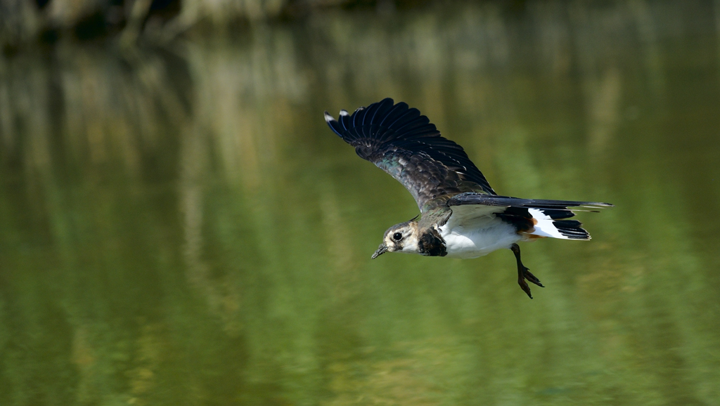 Lapwing