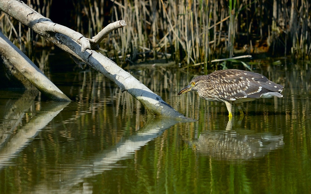 Night Heron