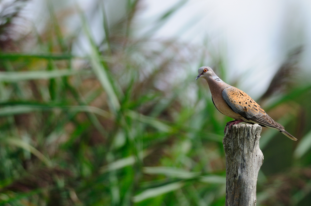 Turtle Dove