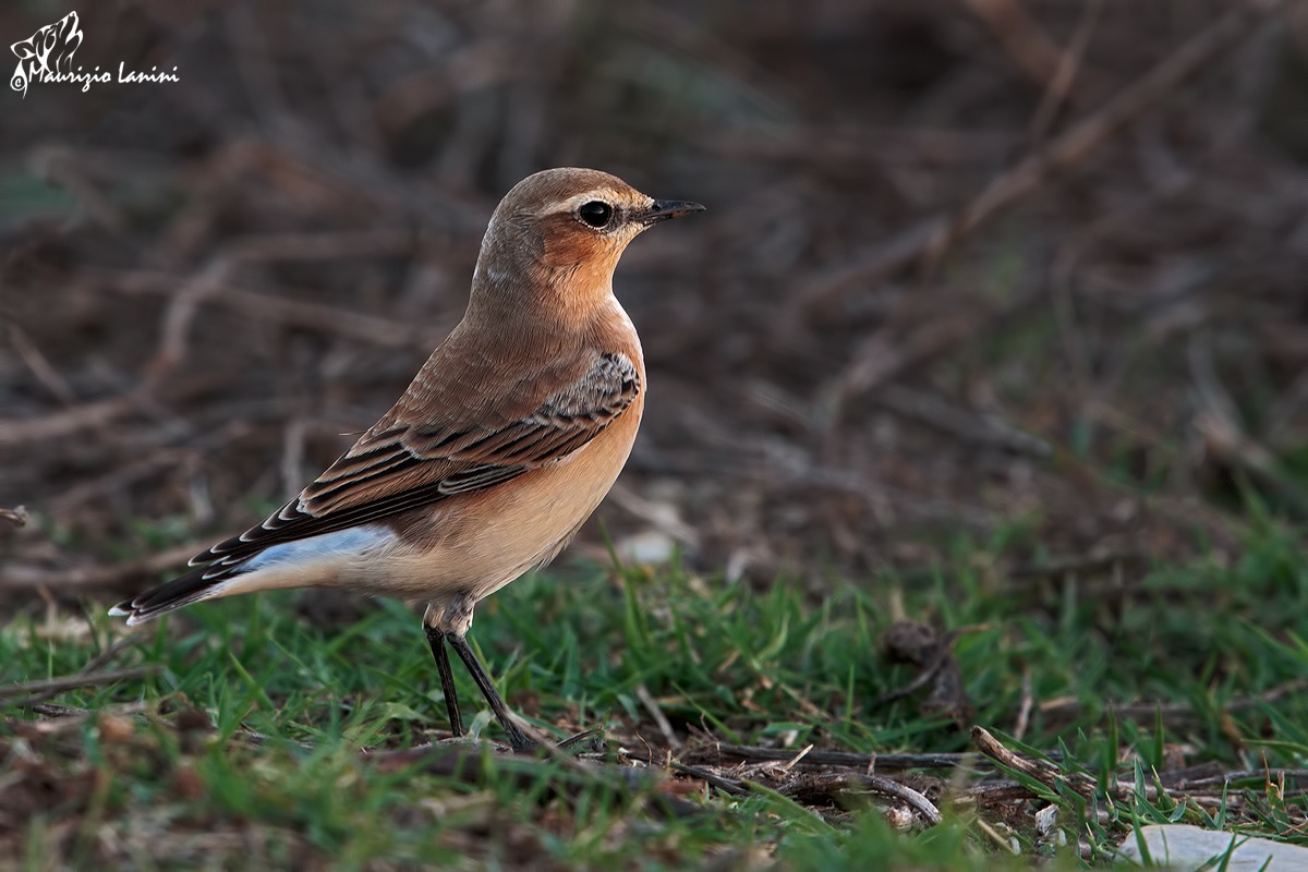Culbianco femmina al tramonto