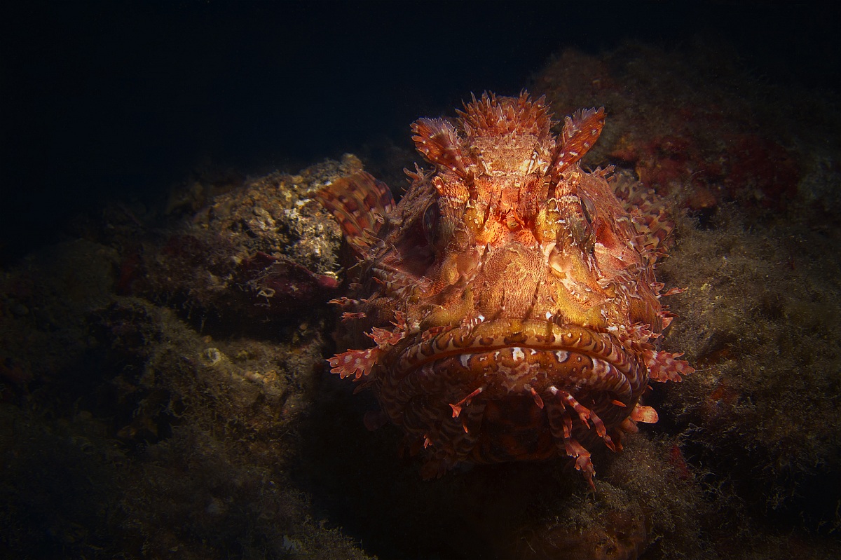 Scorfano - Isola Gallinara