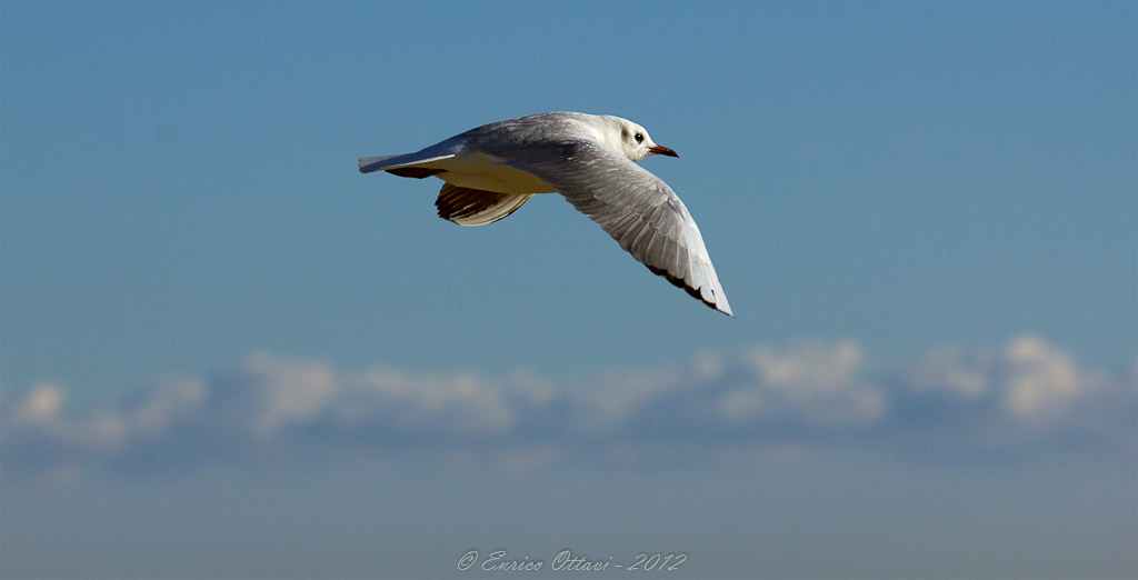 Laridae (Gabbiano) - Seagull