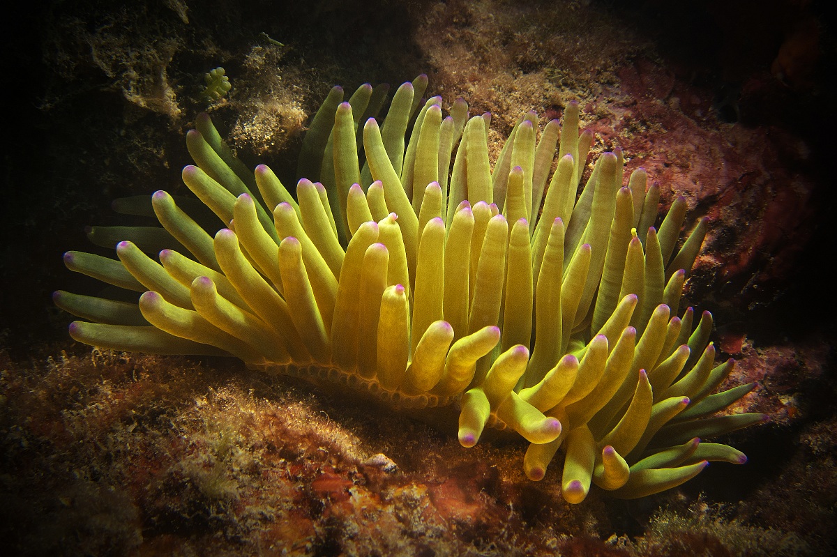 Condylactis Aurantiaca - (Anemone dorato)