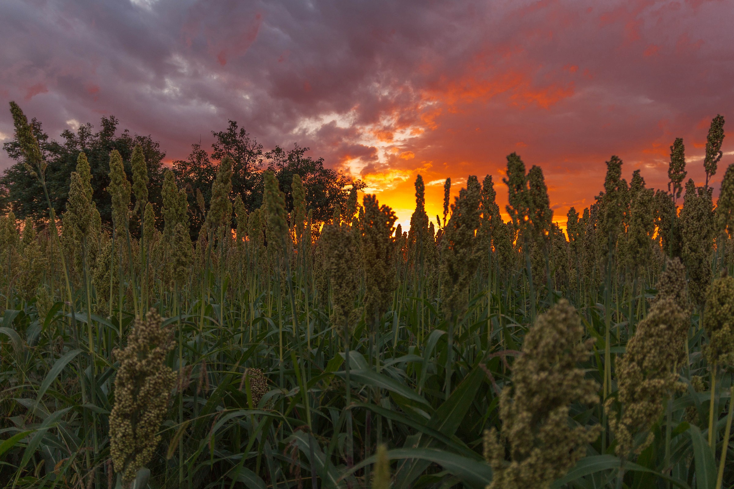 Sunset in the countryside bolognasi