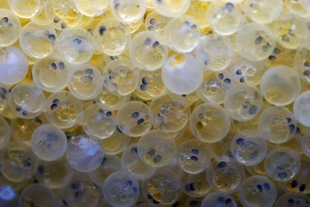 uova dfi lavarello/2