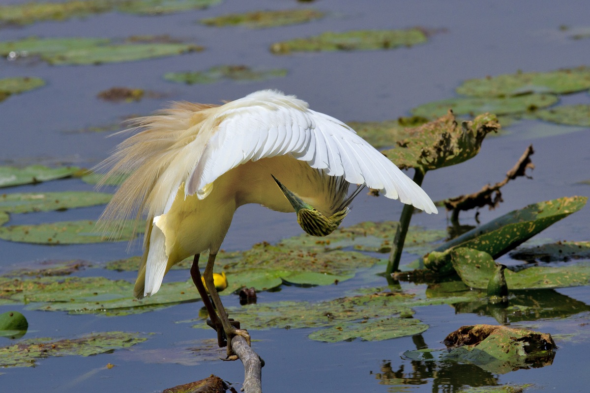 Acrobatics of a Sgarza Ciuffetto