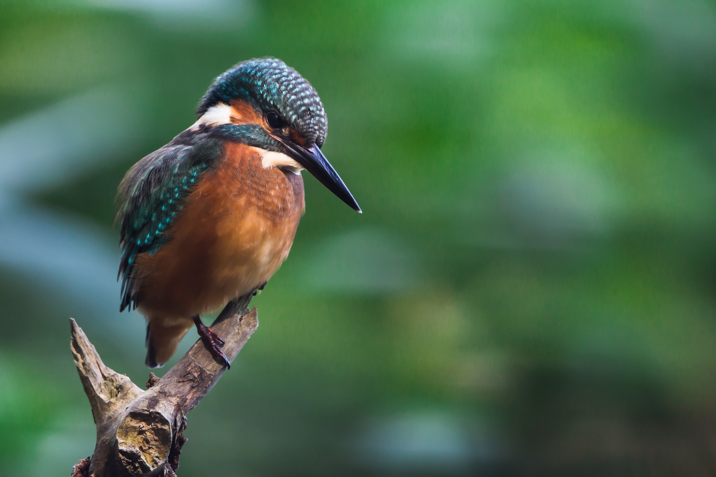 Kingfisher
