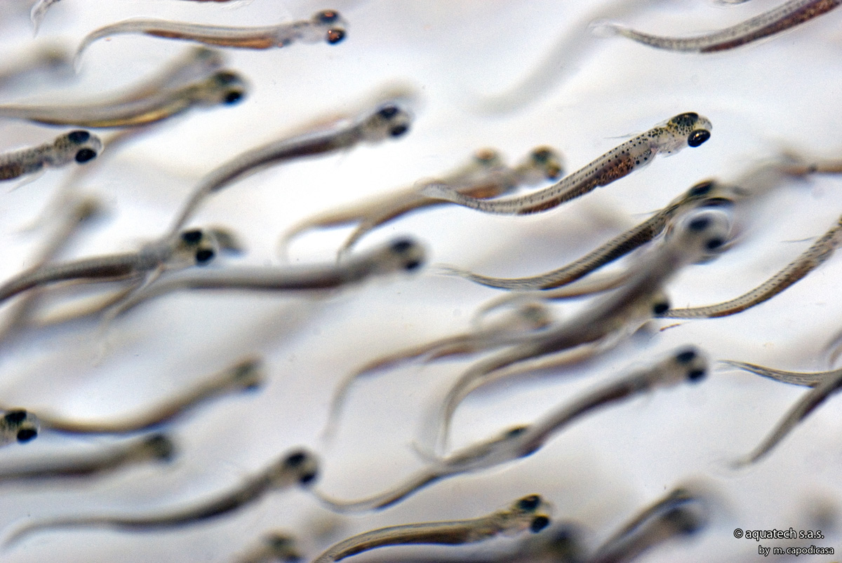 avannotti di lavarello