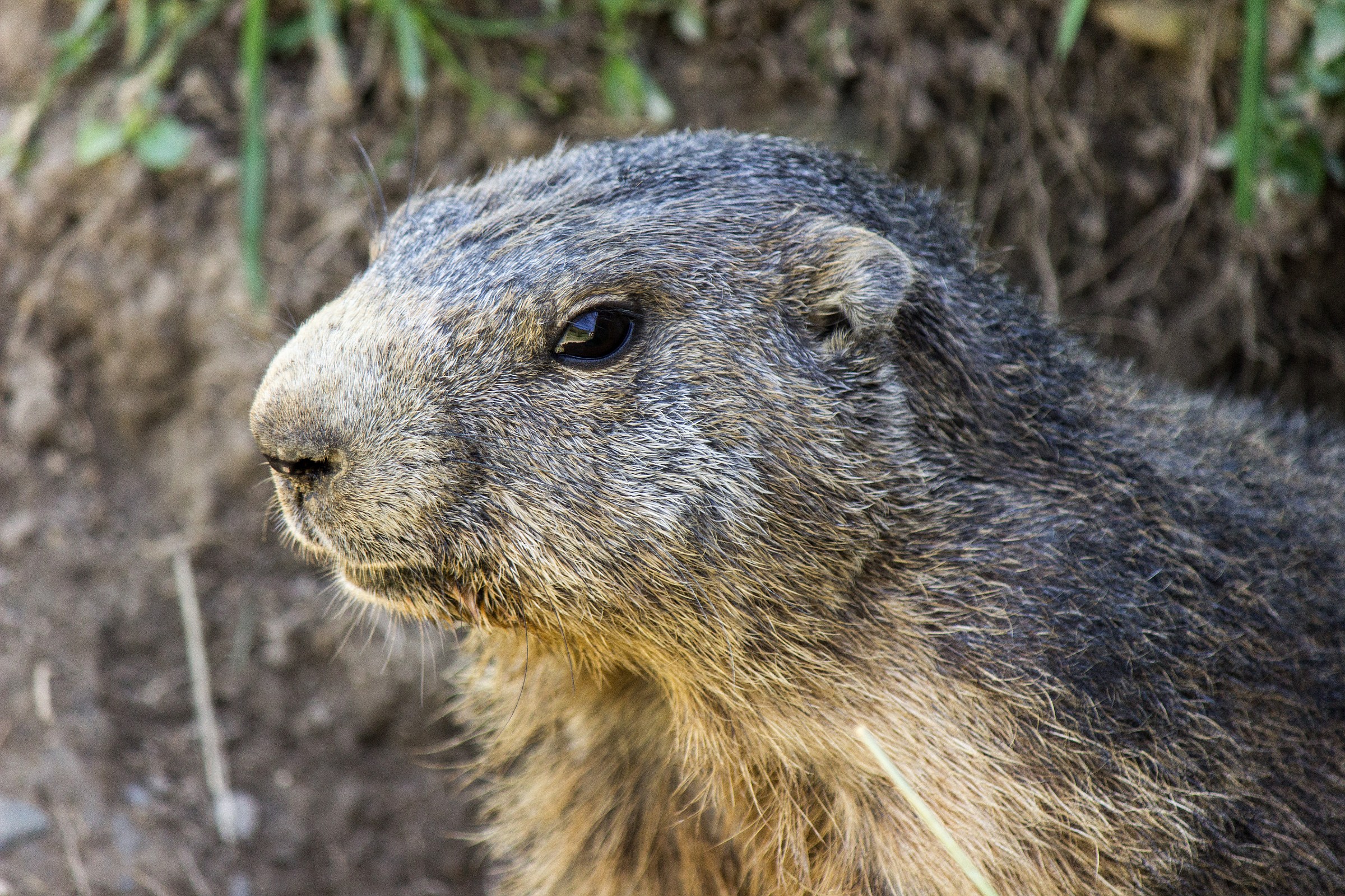 Dov'è la mia carota?