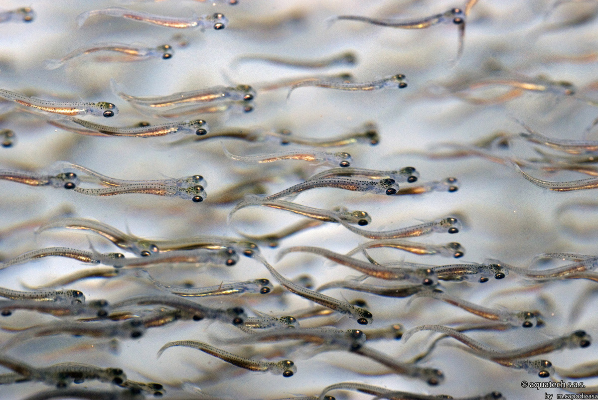 avannotti di lavarello/2