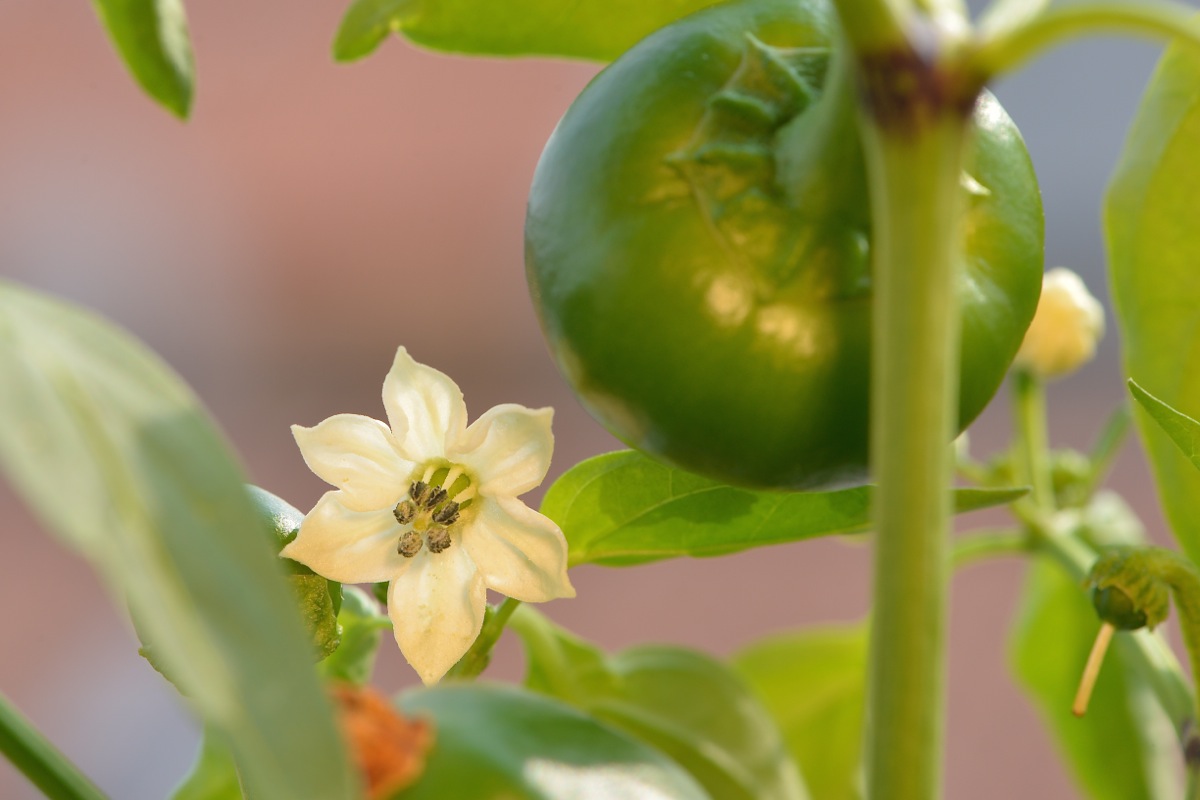 Dal fiore al frutto (Bacio di Santa - peperoncino)