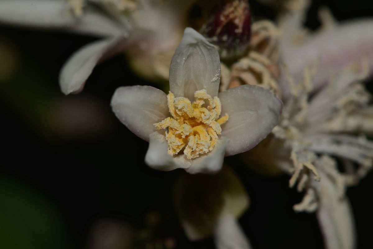 Fiore Citrus medica var. sarcodactylus (Mano di Buddha