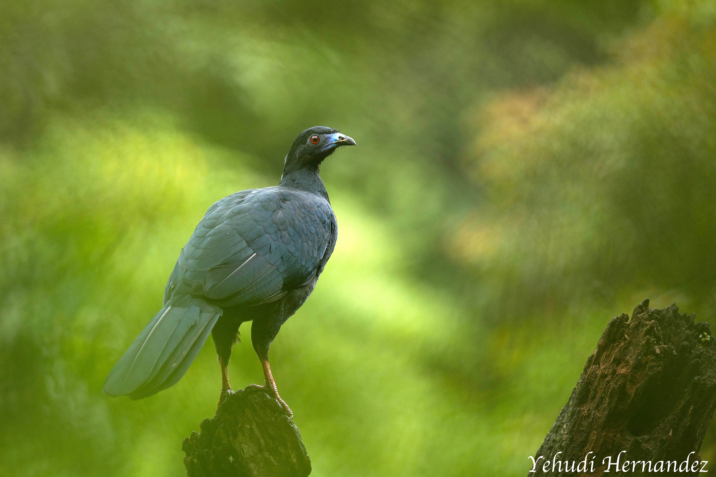 Black Guan (Chamaepetes unicolor)