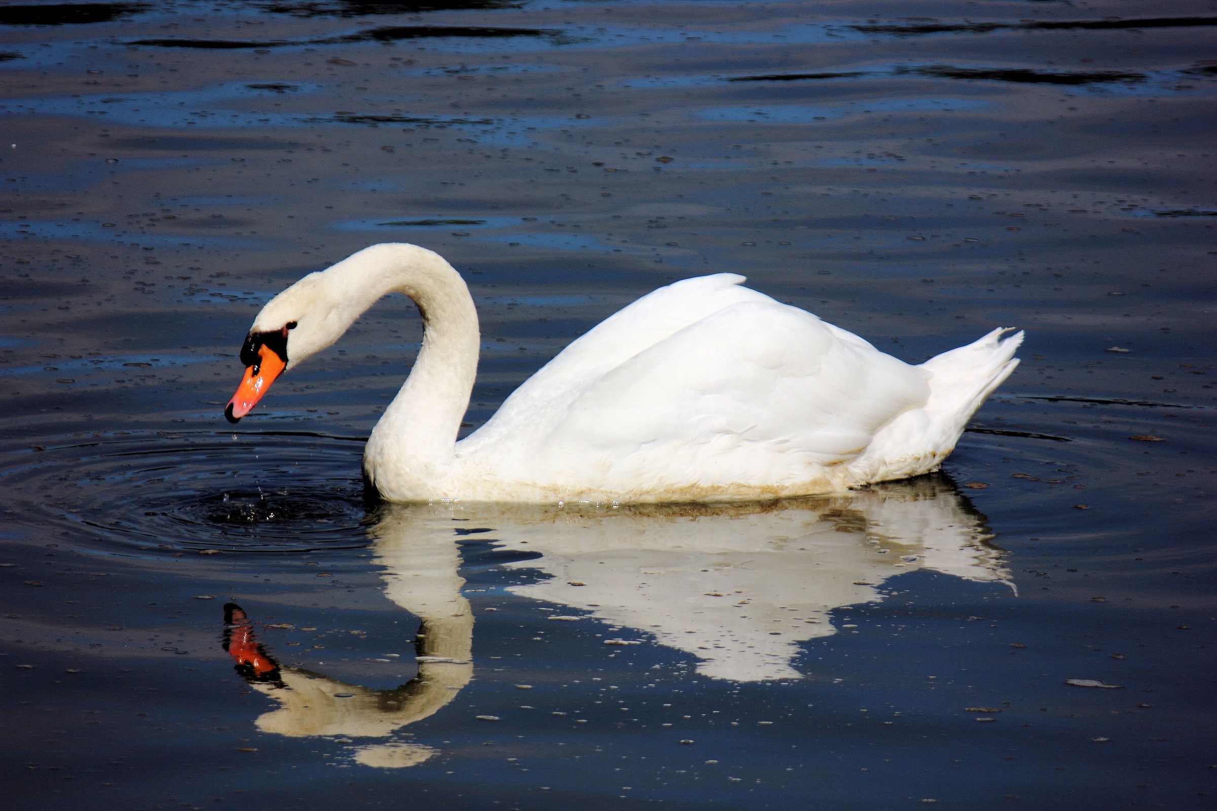 Swan in the castle of Villandry