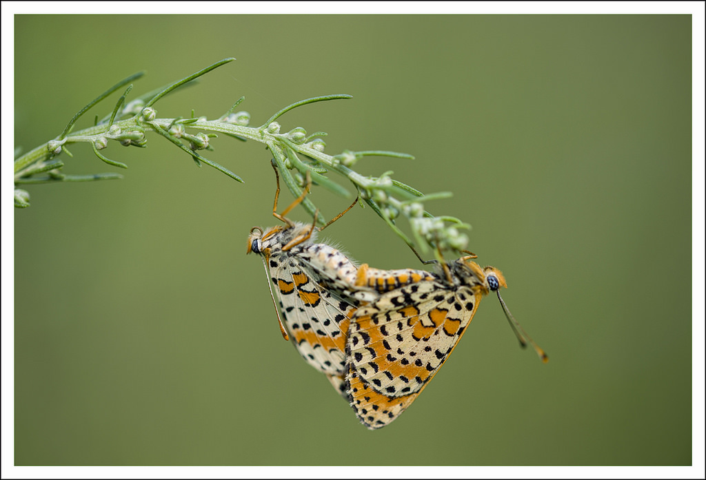 Two hearts and a blade of grass
