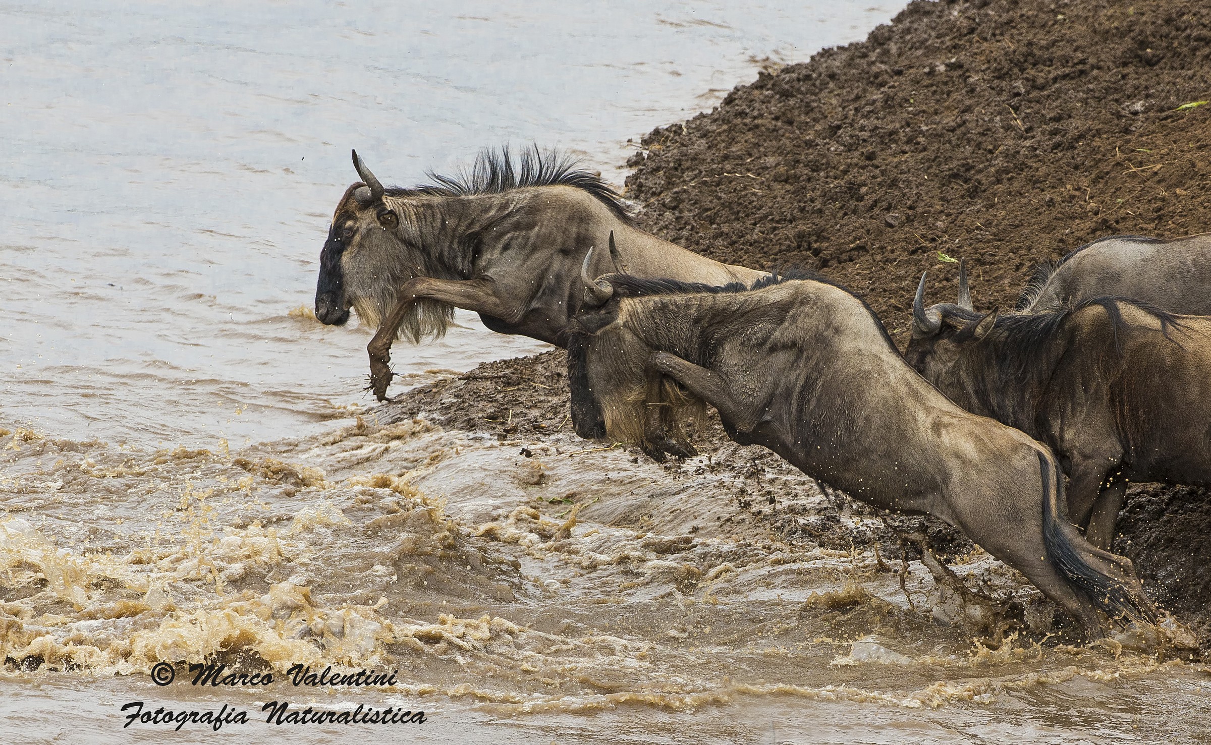 Wildebeest jumping