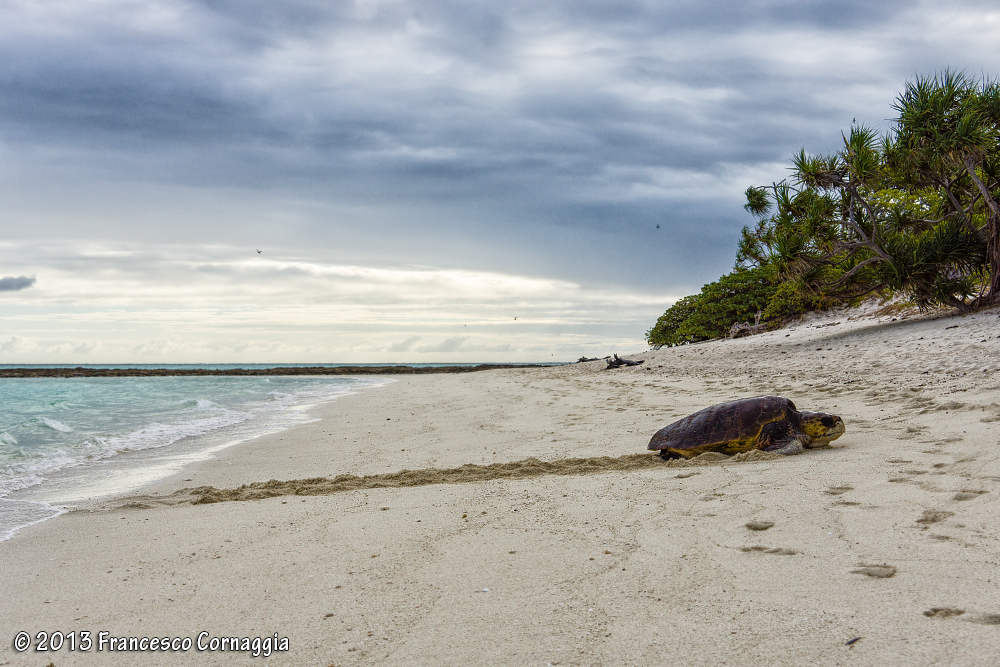 Loggerhead turtle caretta_01