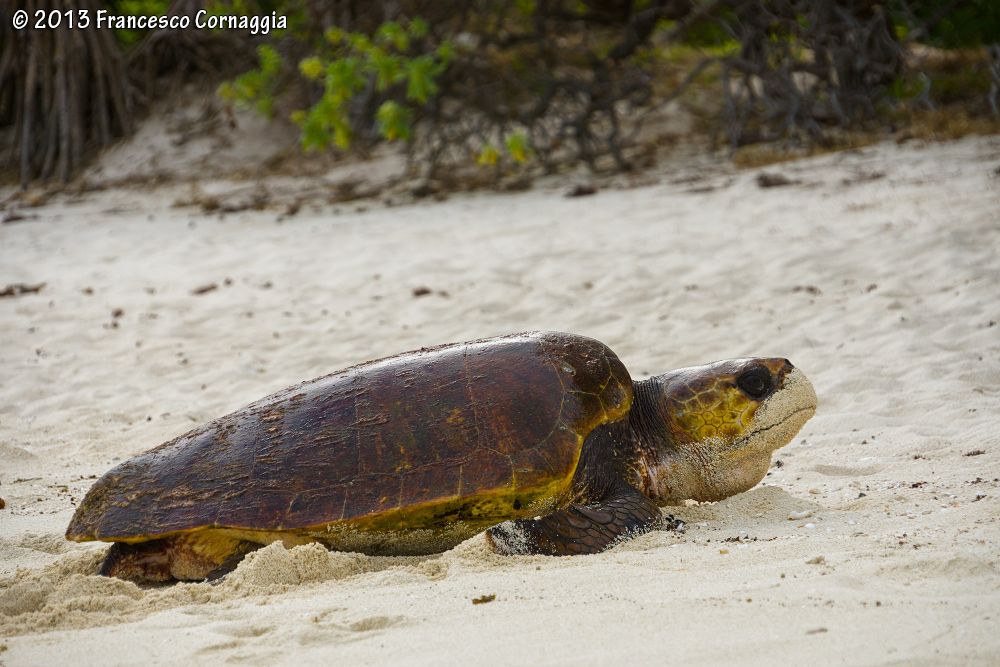 Loggerhead turtle caretta_02