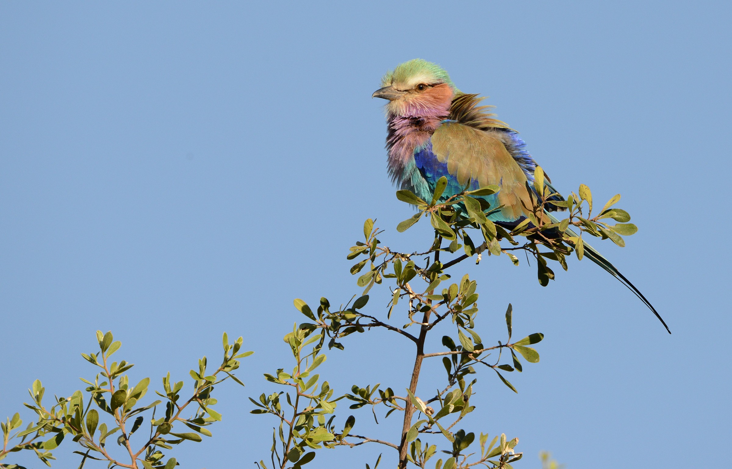 jay Lilac-breasted Roller